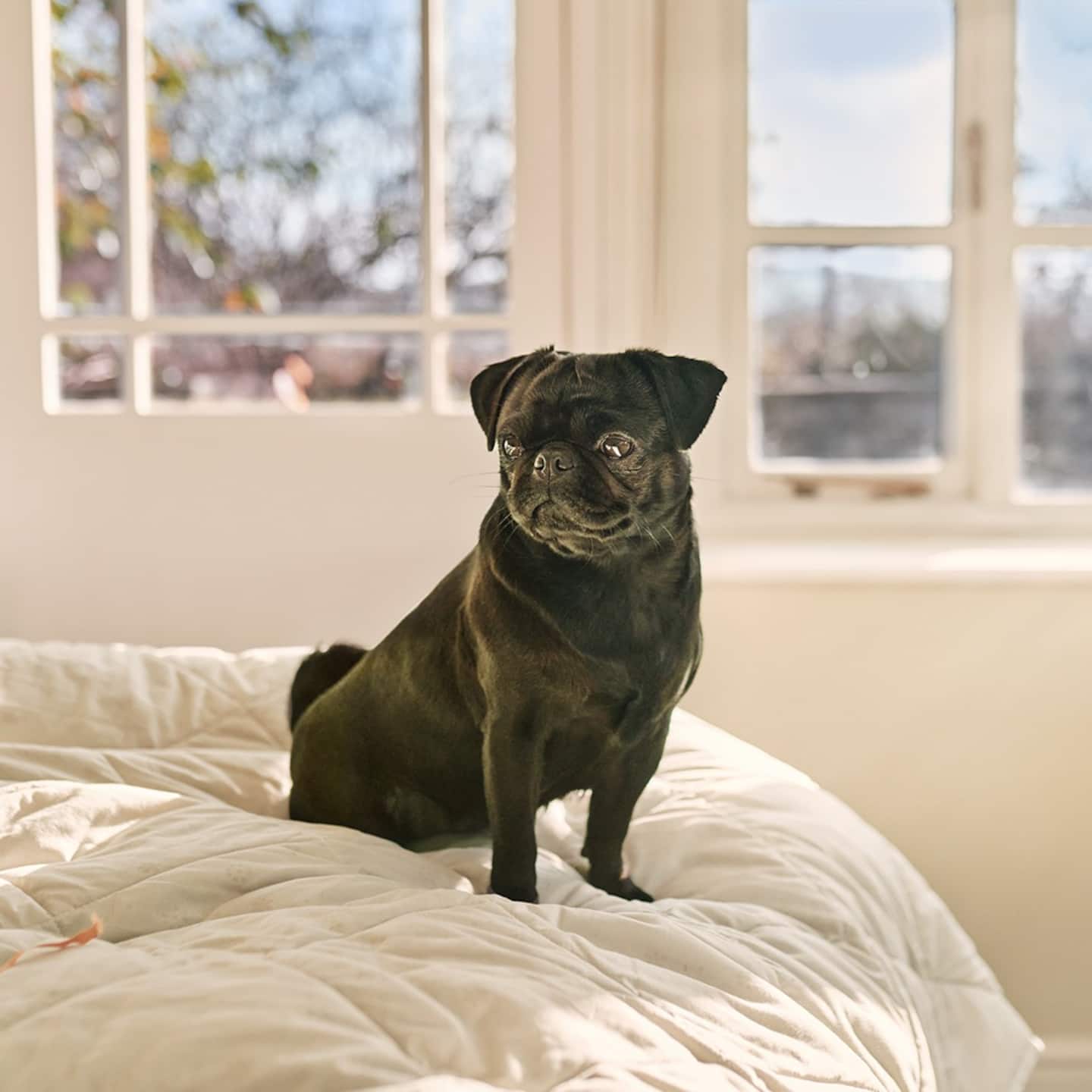Image for Pet allowed